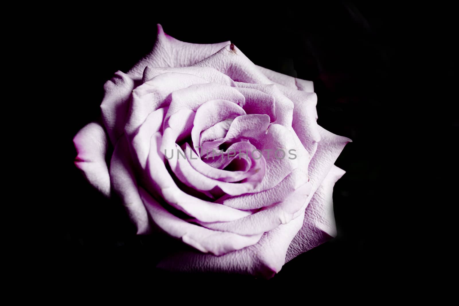 Pink lilac flower on dark background.