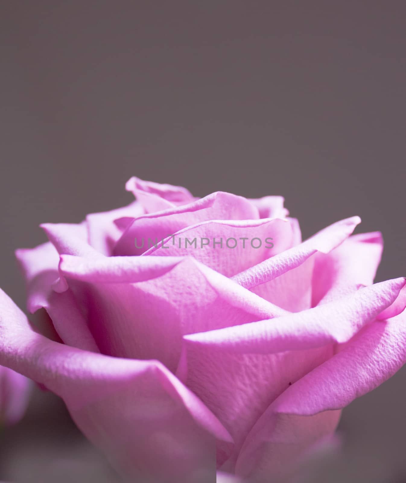 Pink lilac flower on dark background.