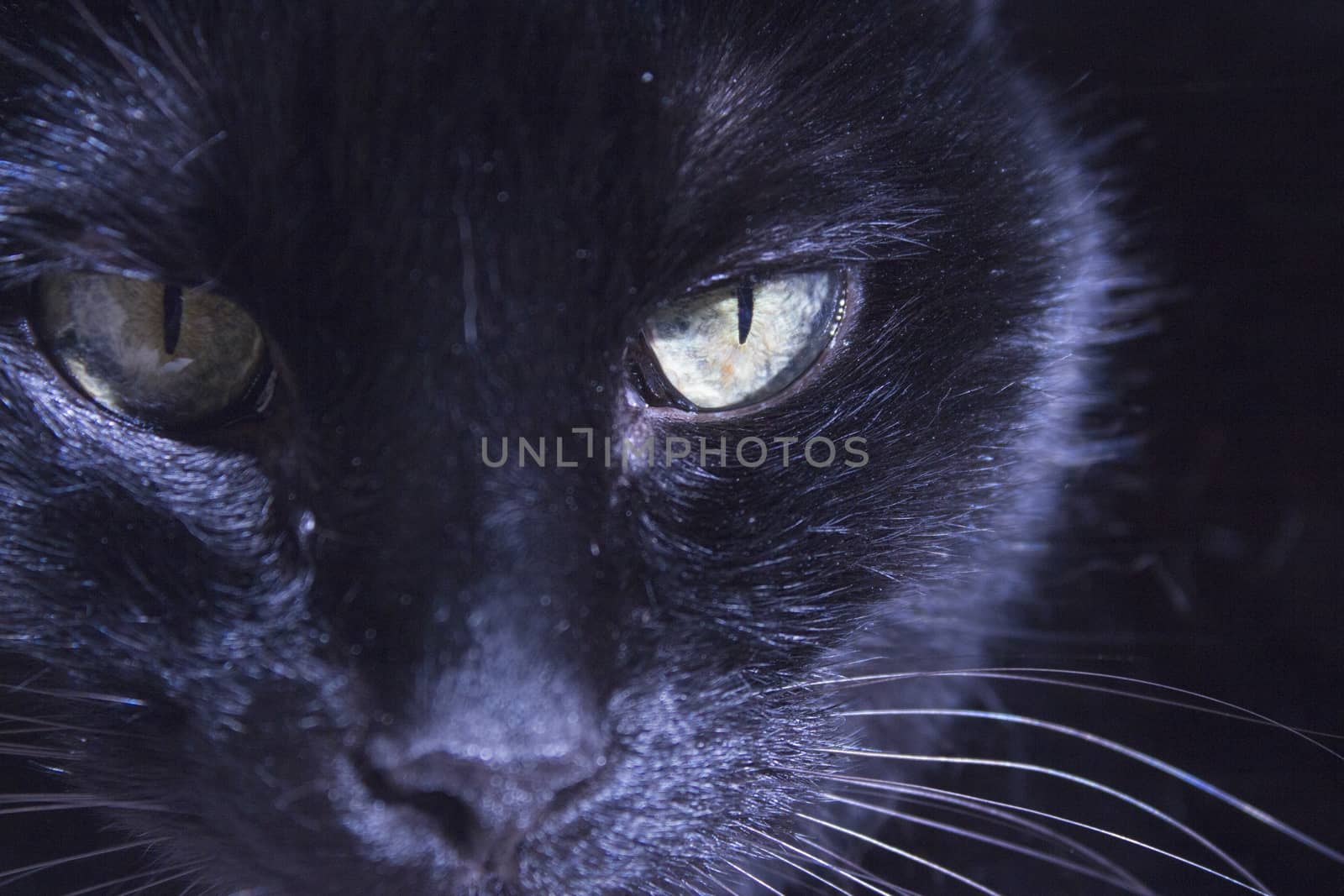 Black cat with visible lump tumor on the lip