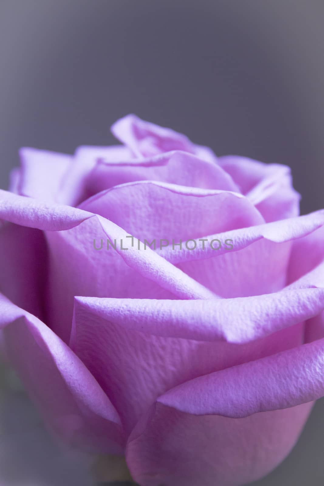 Pink lilac flower on dark background.