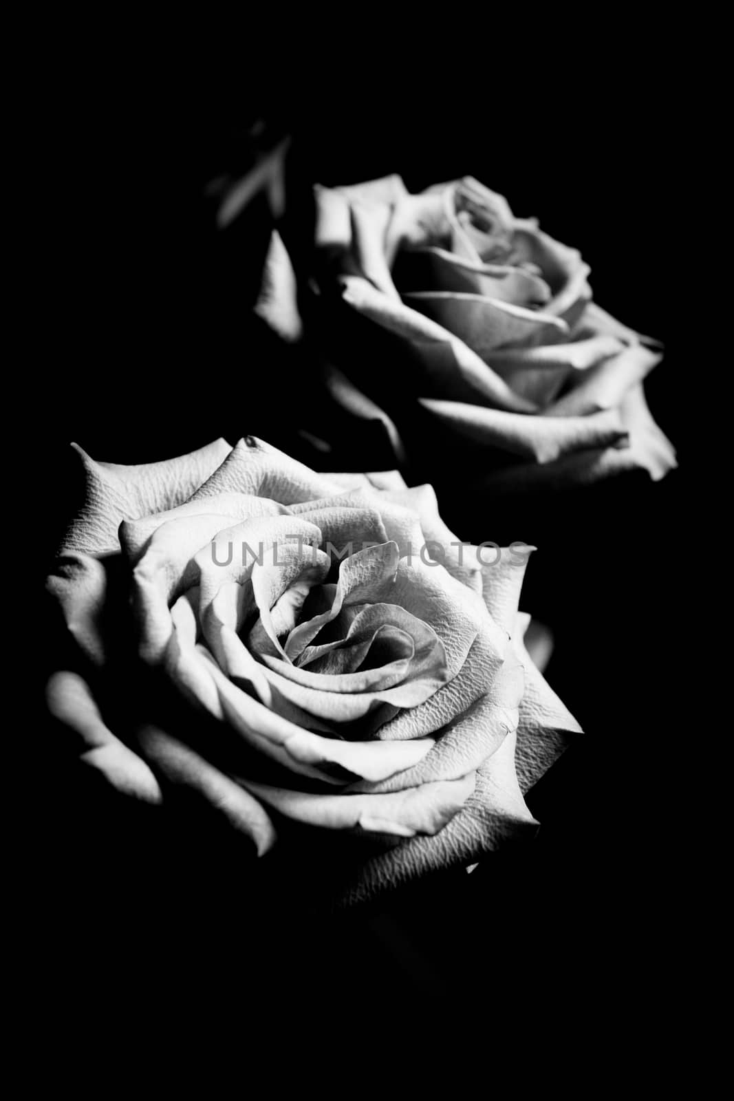 Pink lilac flower on dark background.