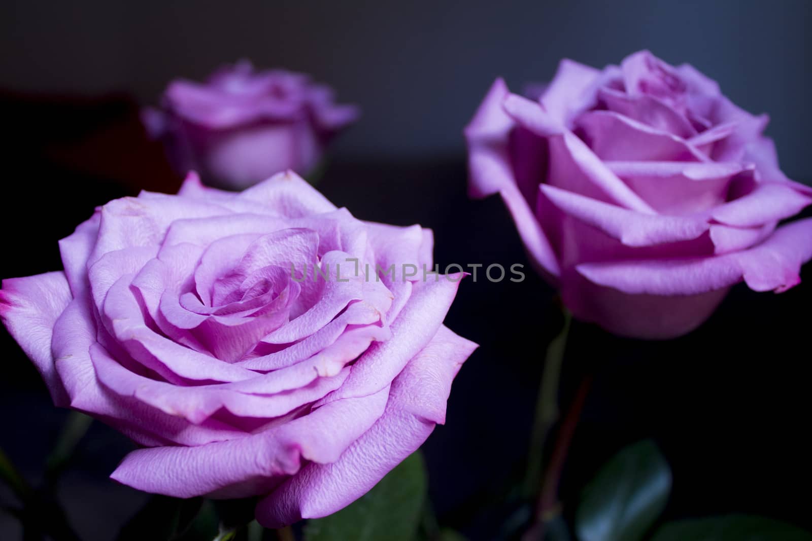 Pink lilac flower on dark background.