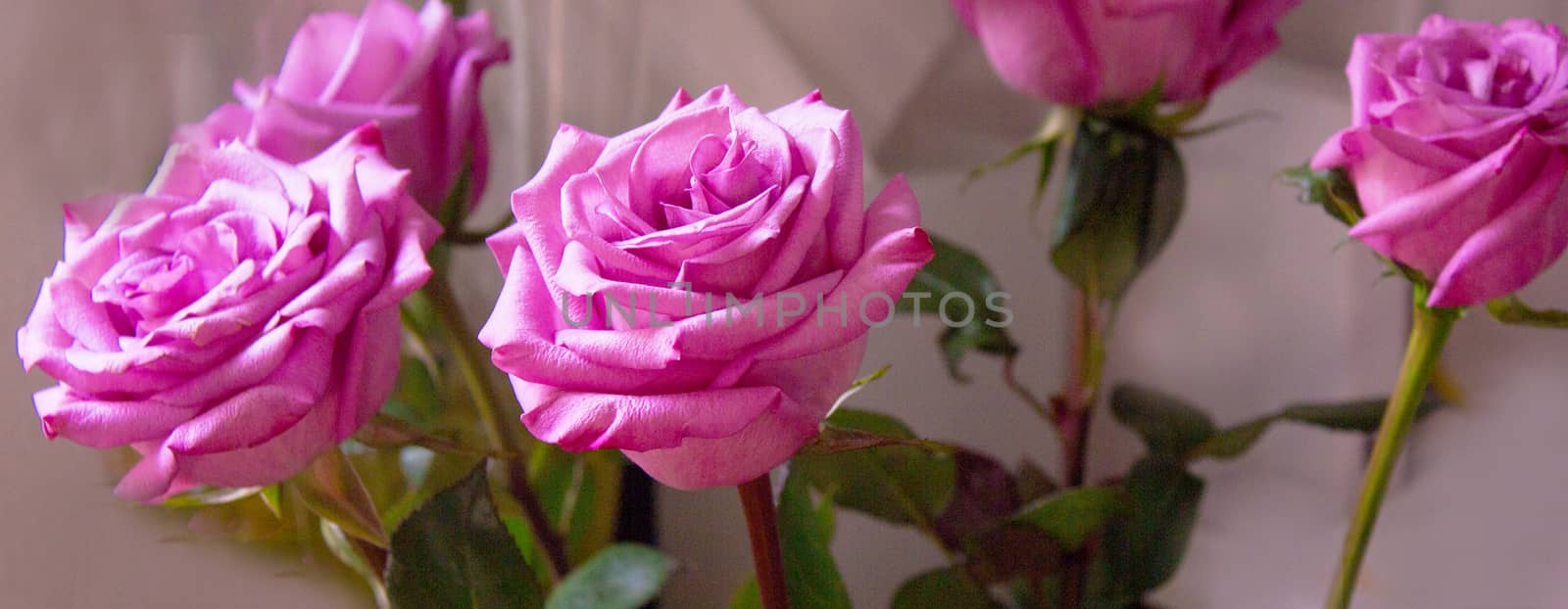 Lilac rose on black background by GemaIbarra