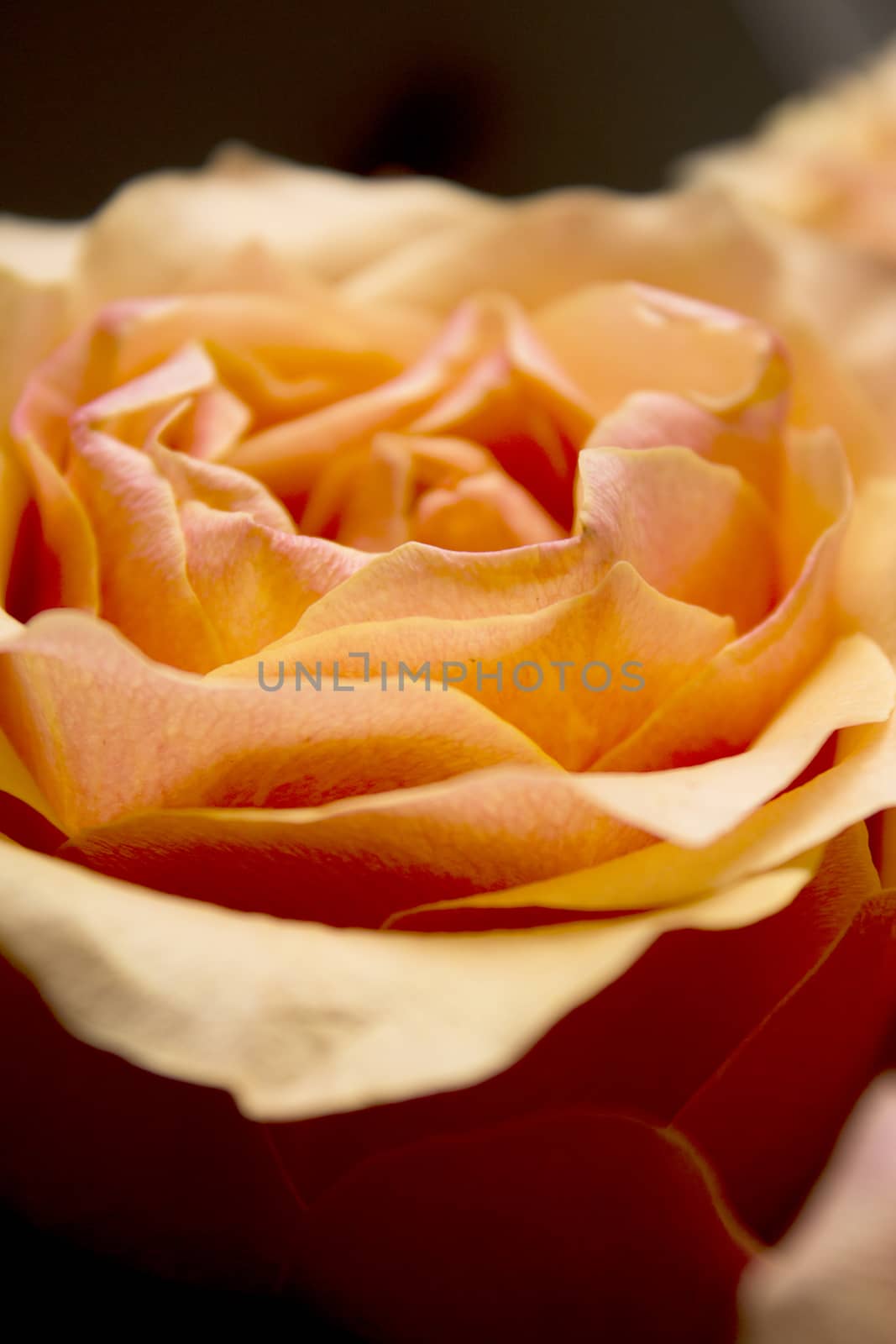 Open orange flower of the family of roses