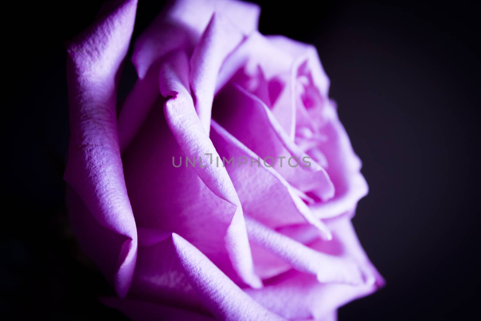 Pink lilac flower on dark background.