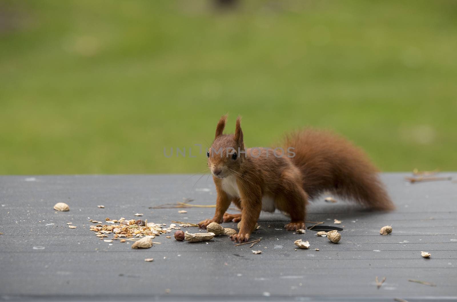 red squirrel looking for seeds and other foods and find peanuts on garden table