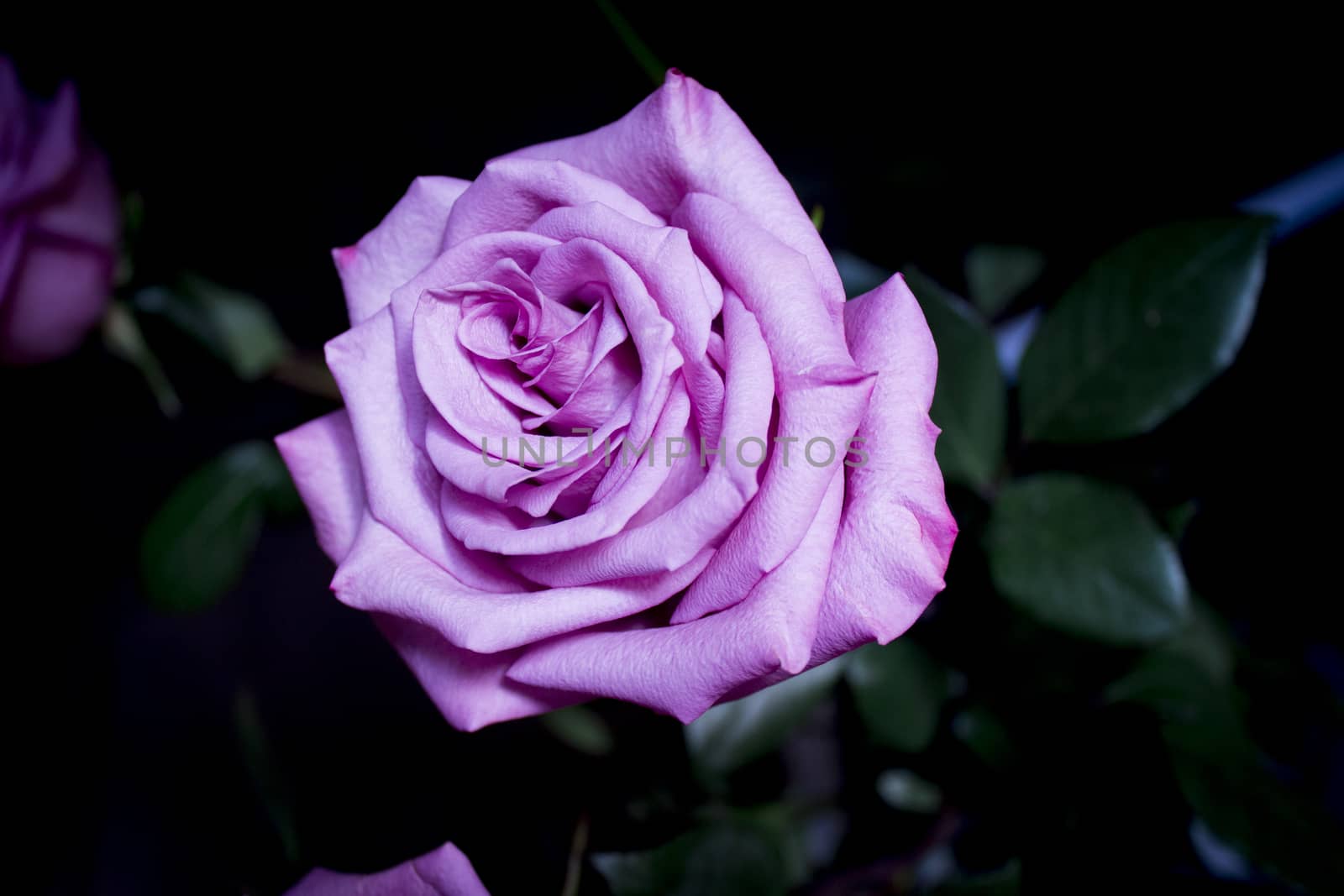 Pink lilac flower on dark background.