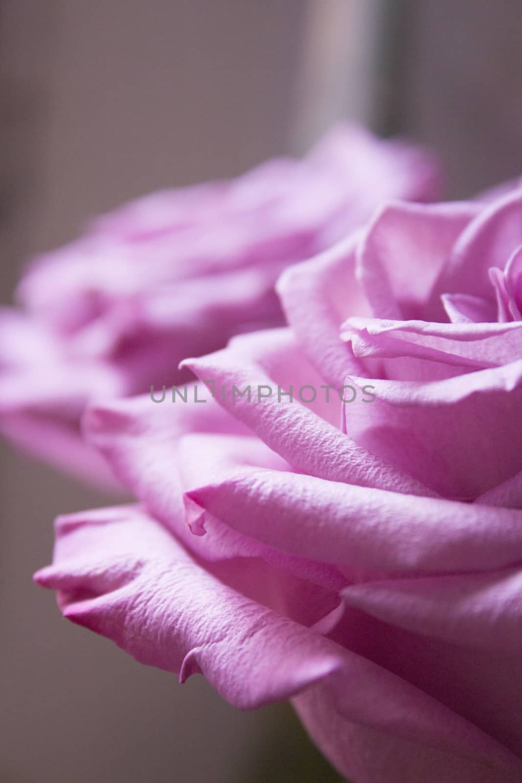 Pink lilac flower on dark background.