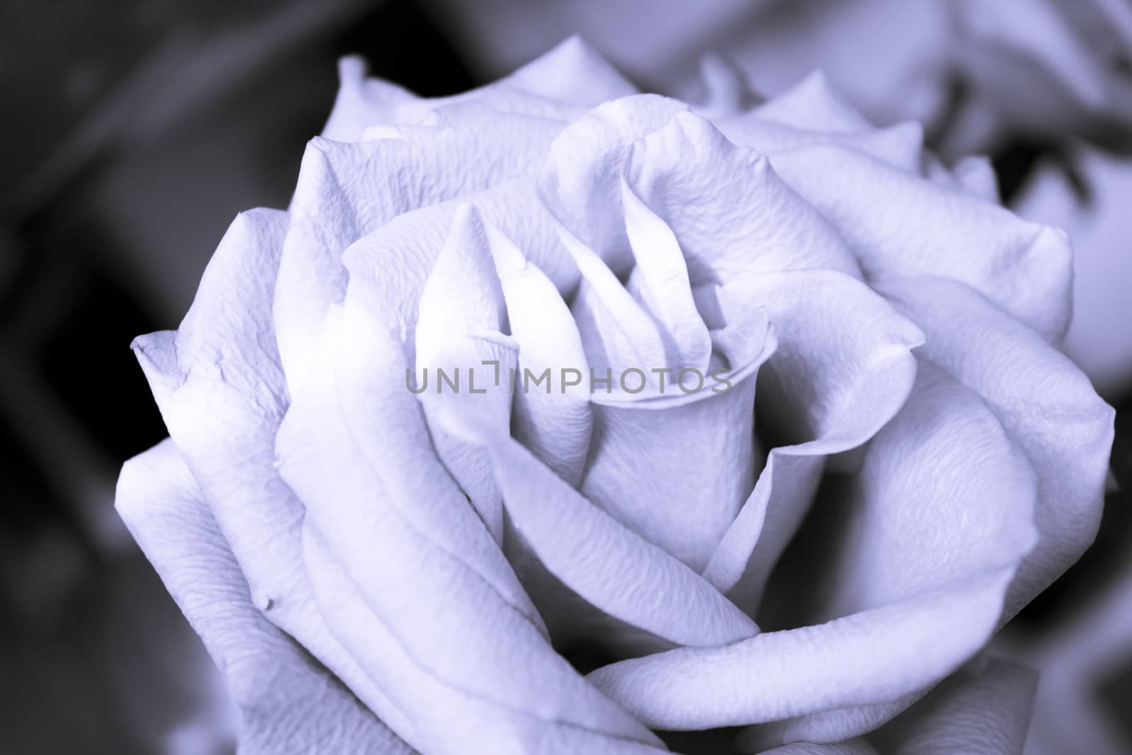 Pink lilac flower on dark background.