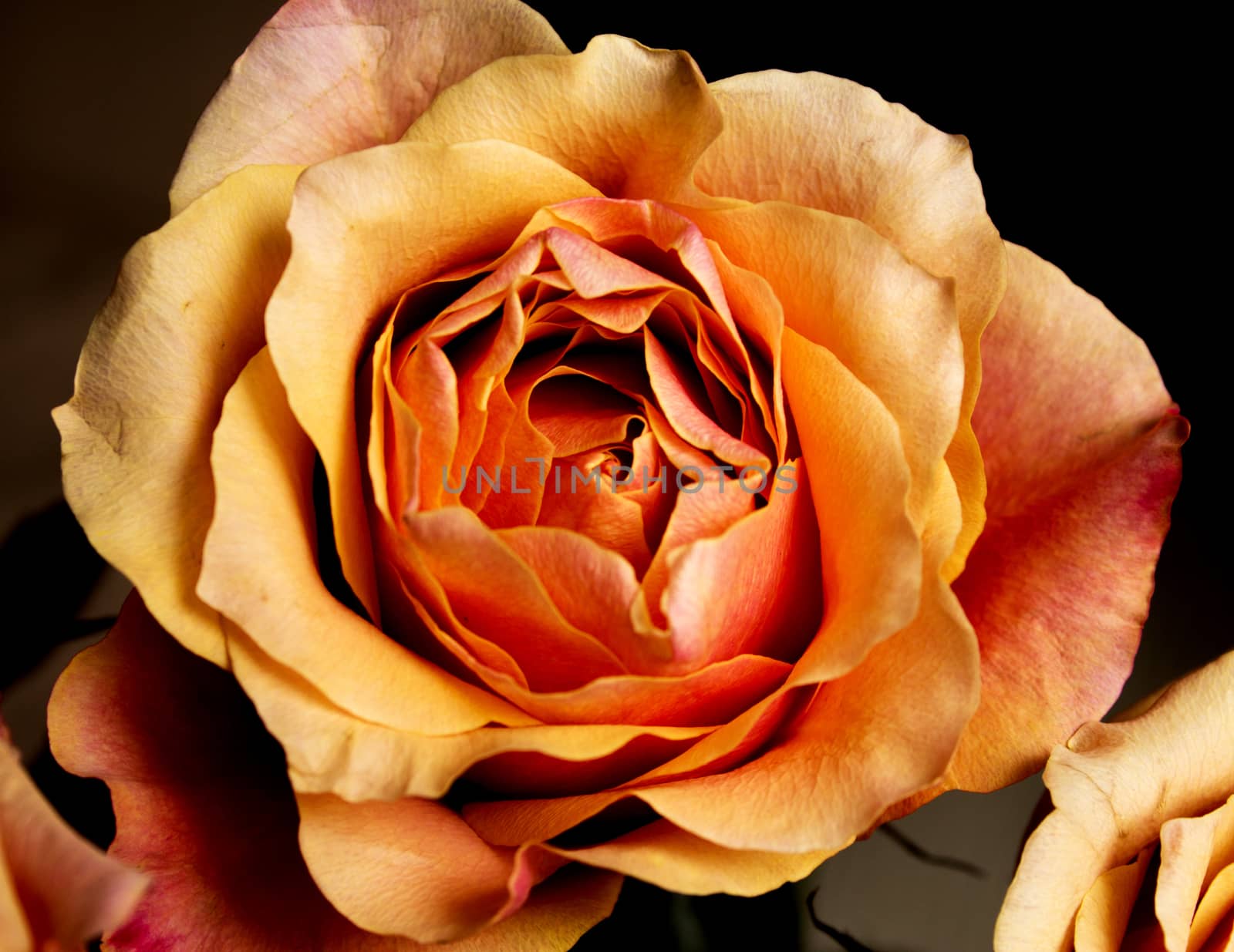 Open orange flower of the family of roses
