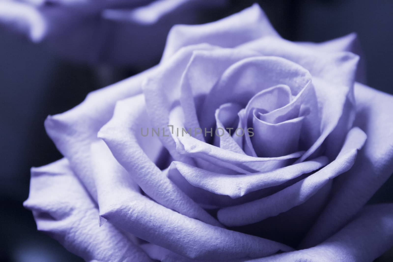 Pink lilac flower on dark background.