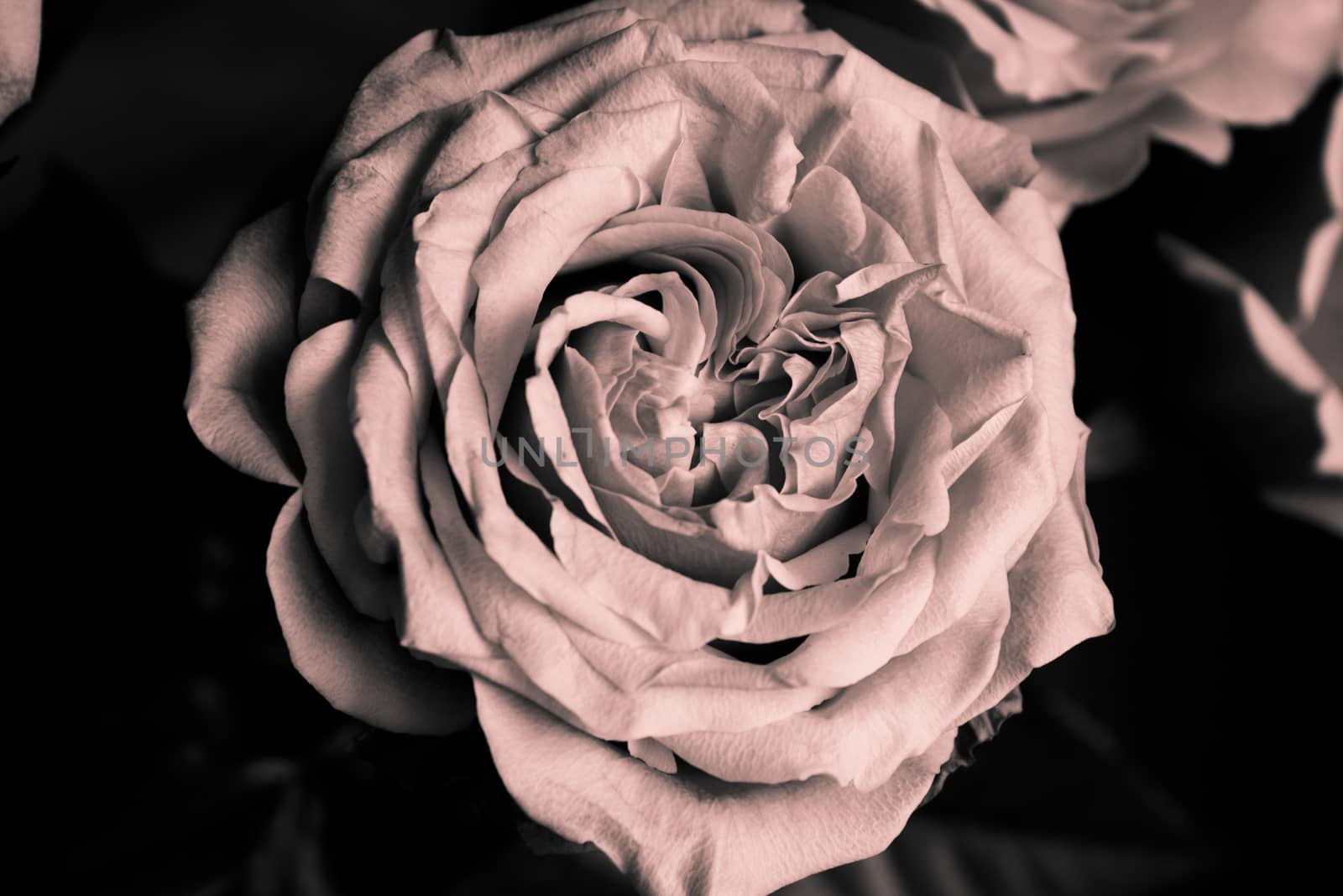 Open orange flower of the family of roses