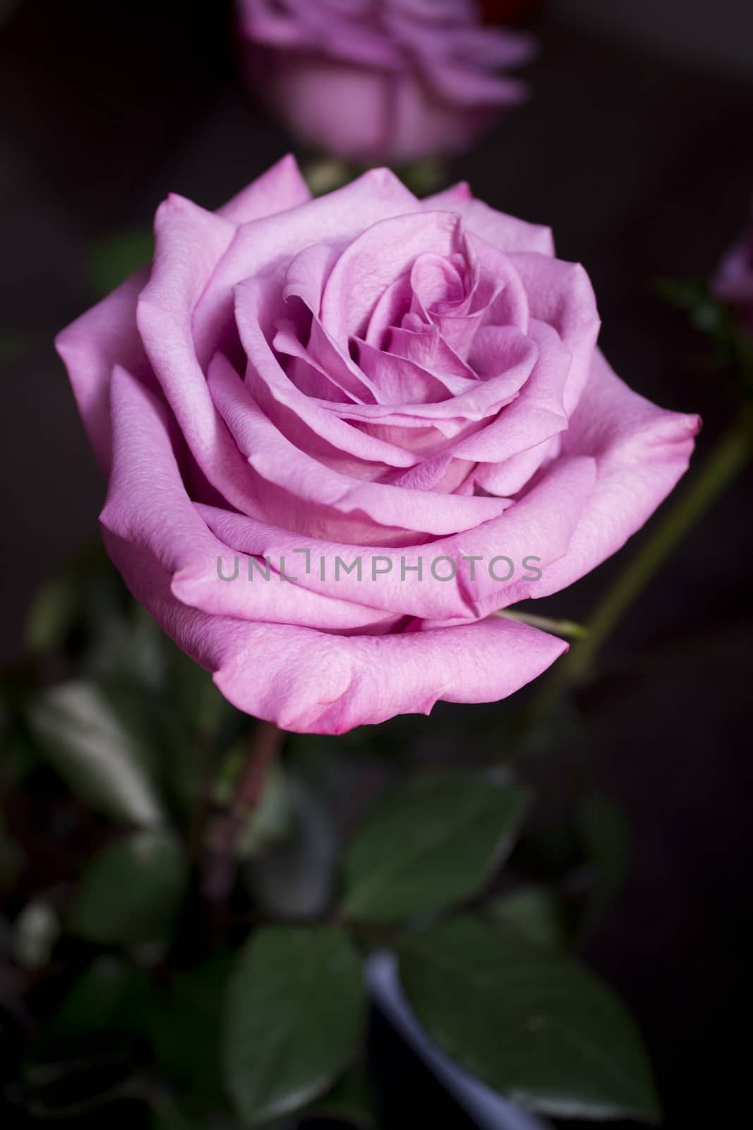 Pink lilac flower on dark background.