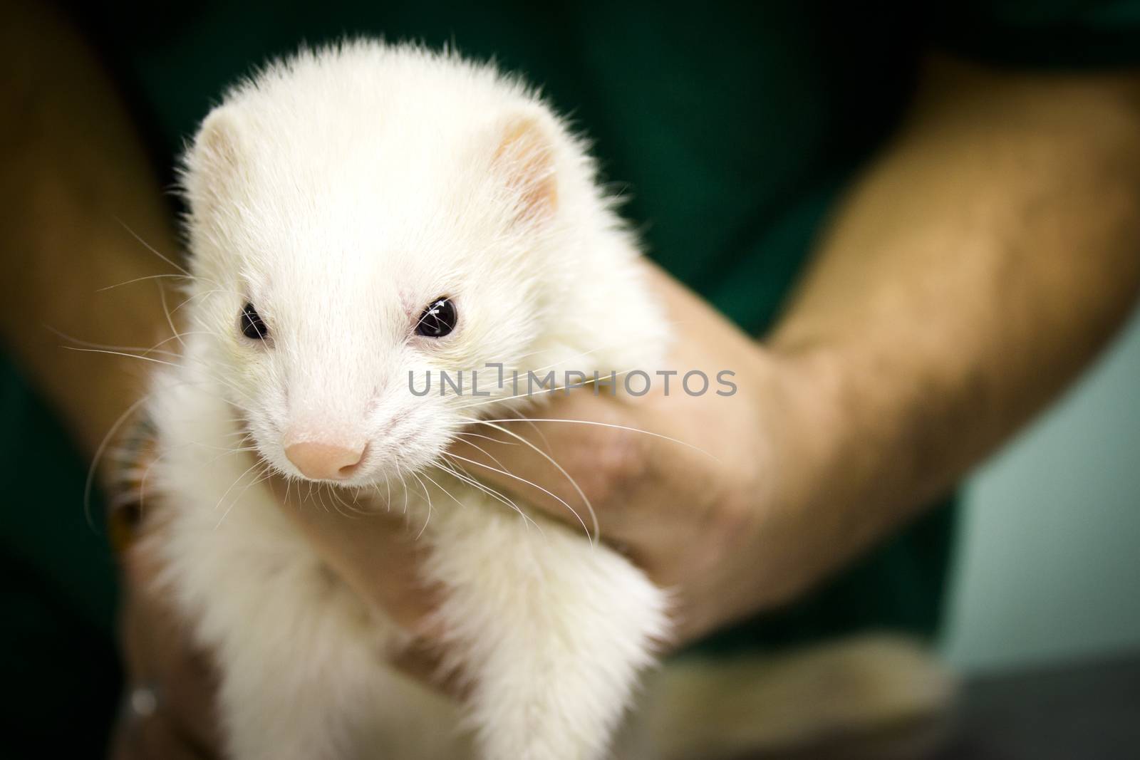 Profile portrait of a ferret. Vet gets into the body.