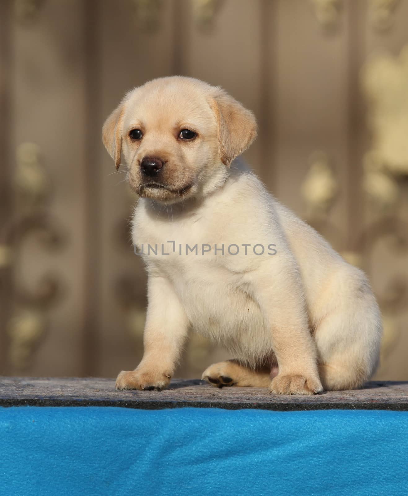 little labrador puppy on a blue background