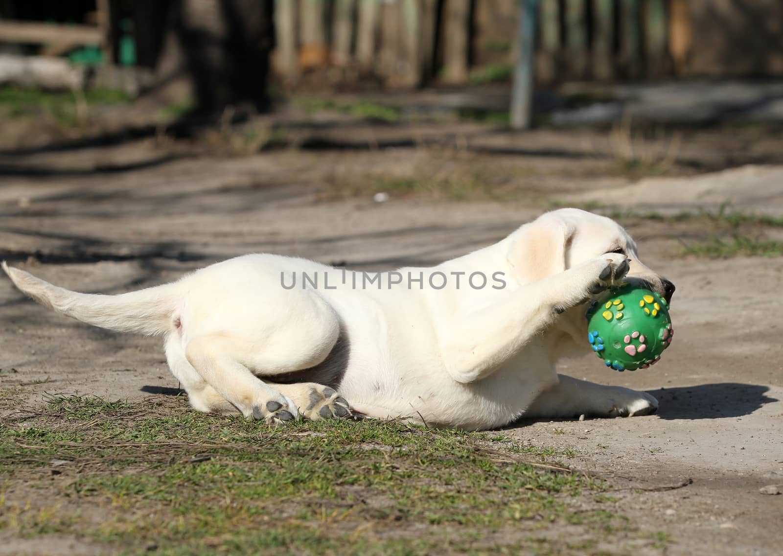 yellow labrador playing in the park