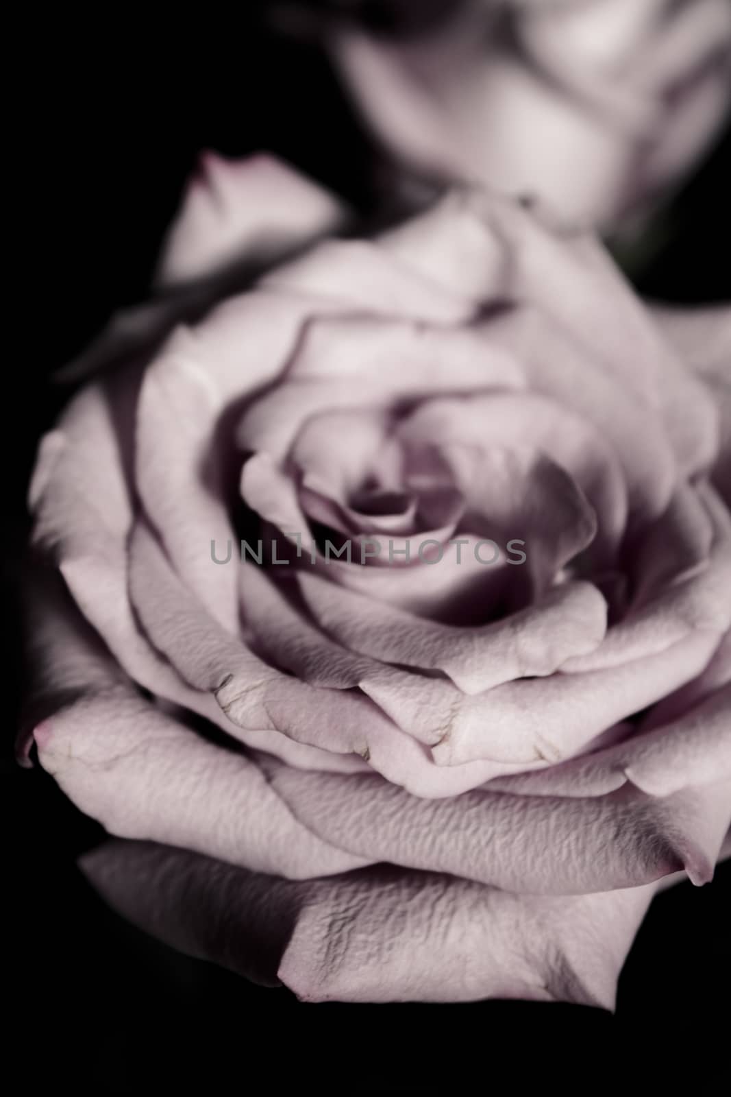 Pink lilac flower on dark background.