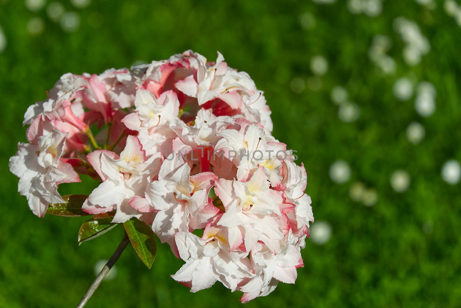 White, soft pink rhododendron flowers in summer park, blurry green leaves, natural organic background. by PhotoTime
