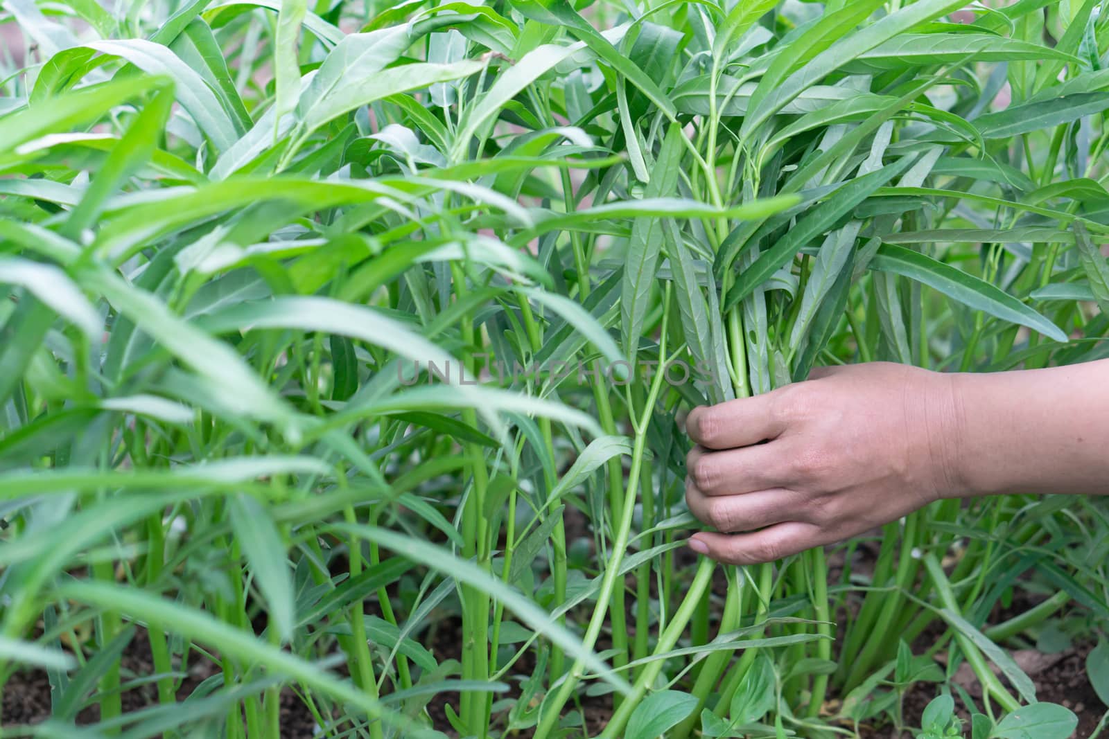 closeup hand holding water spinach in the garden by pt.pongsak@gmail.com