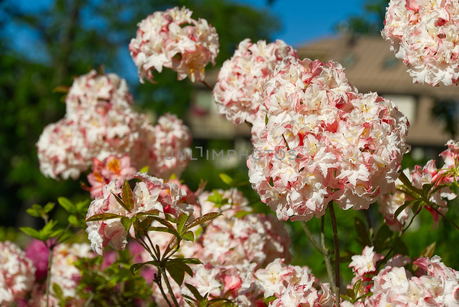 White, soft pink rhododendron flowers in summer park, blurry green leaves, natural organic background. by PhotoTime
