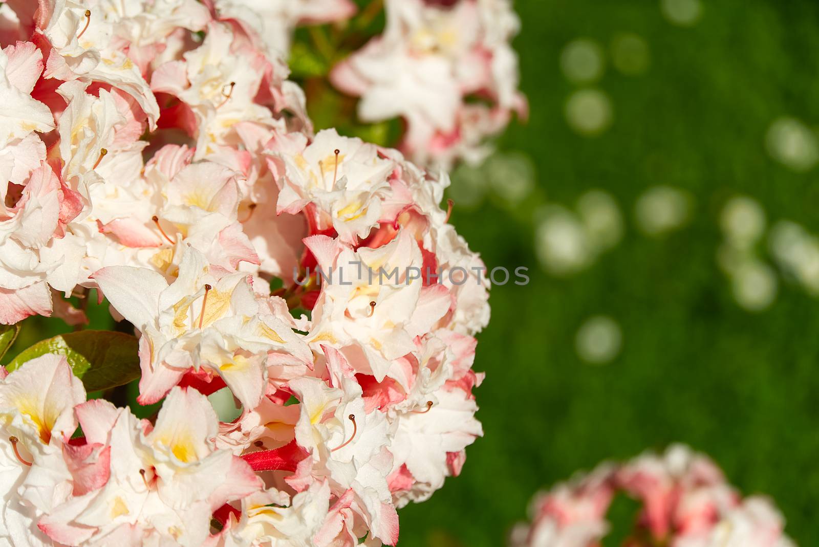White, soft pink rhododendron flowers in summer park, blurry green leaves, natural organic background