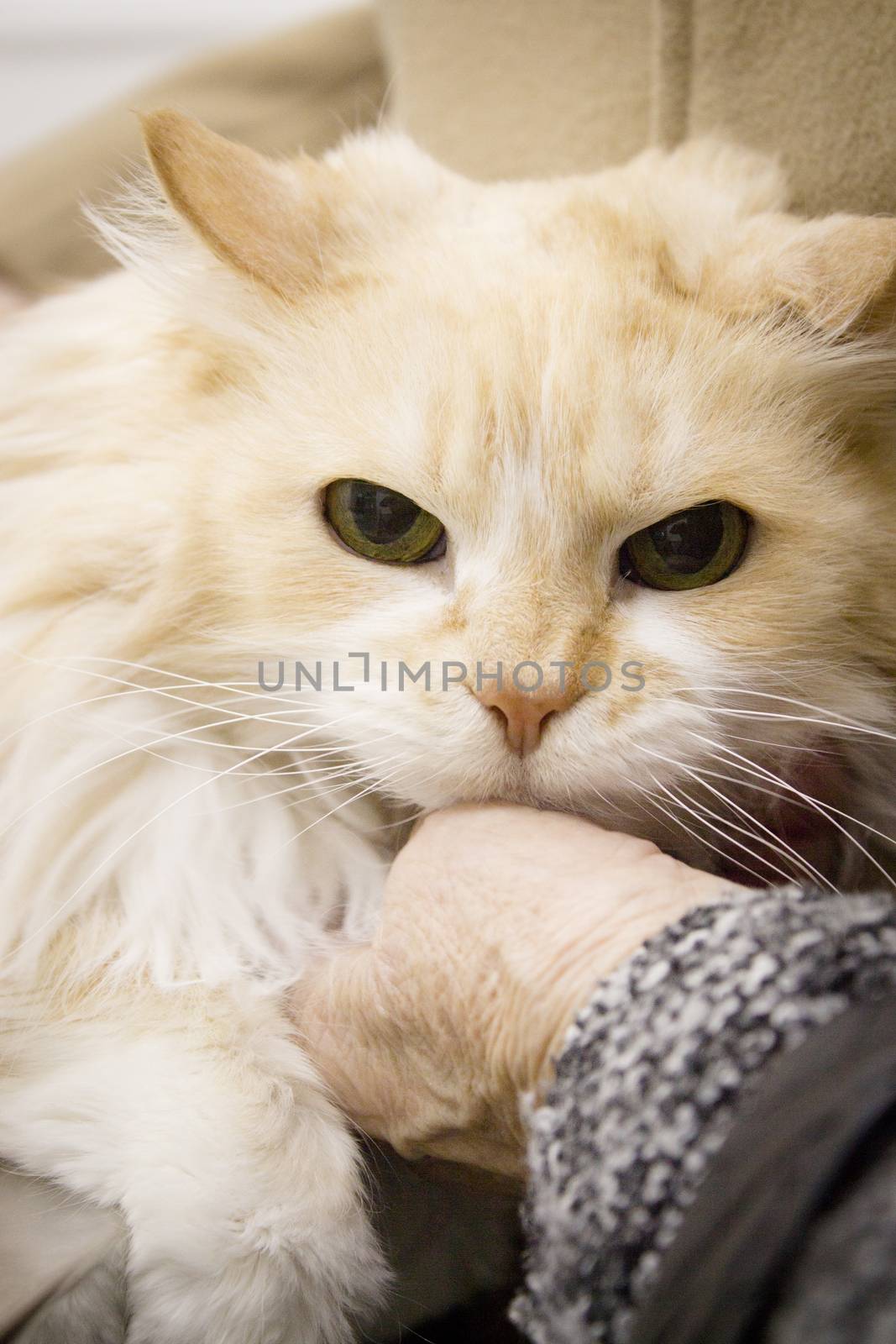 Long haired cat on the table of the veterinary clinic