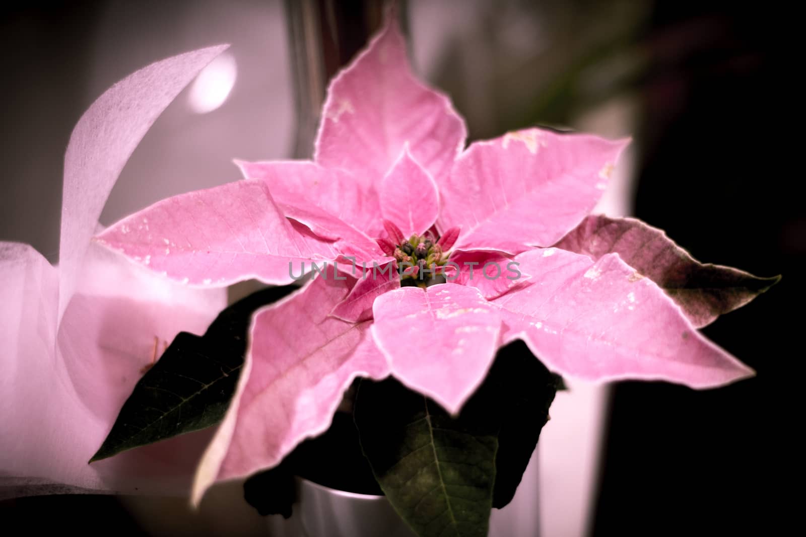Varied flowers of colors for wedding decoration. No people