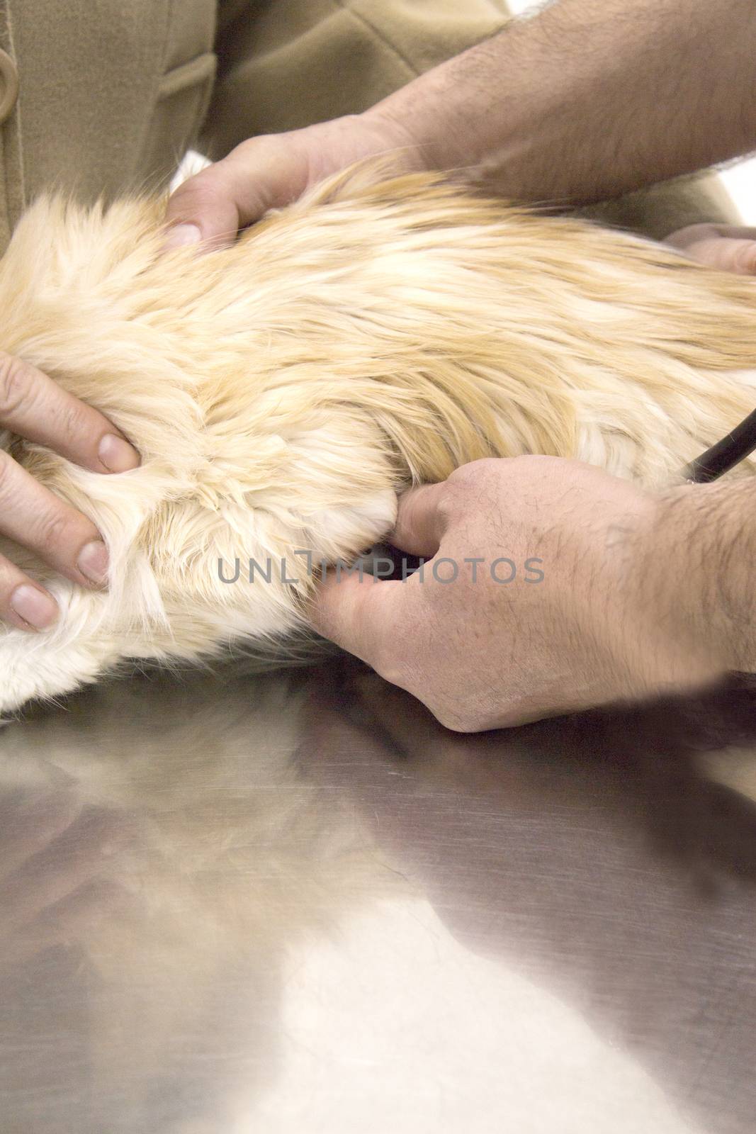 Long haired cat on the table of the veterinary clinic