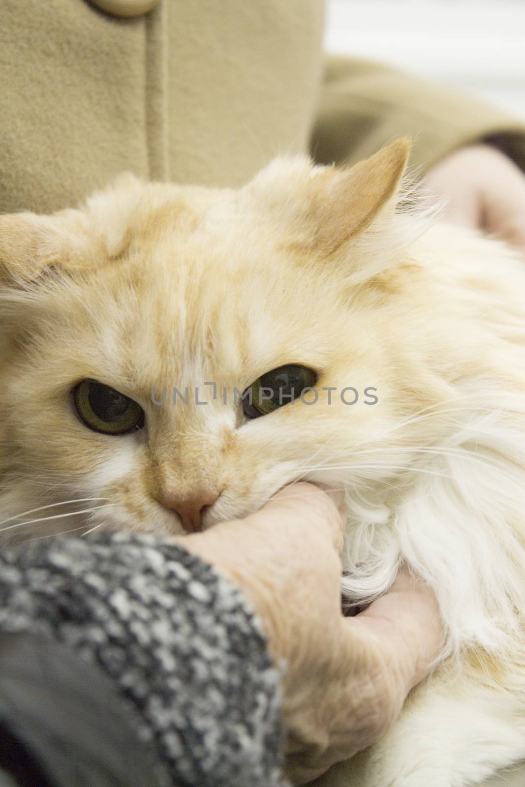 Long haired cat on the table of the veterinary clinic
