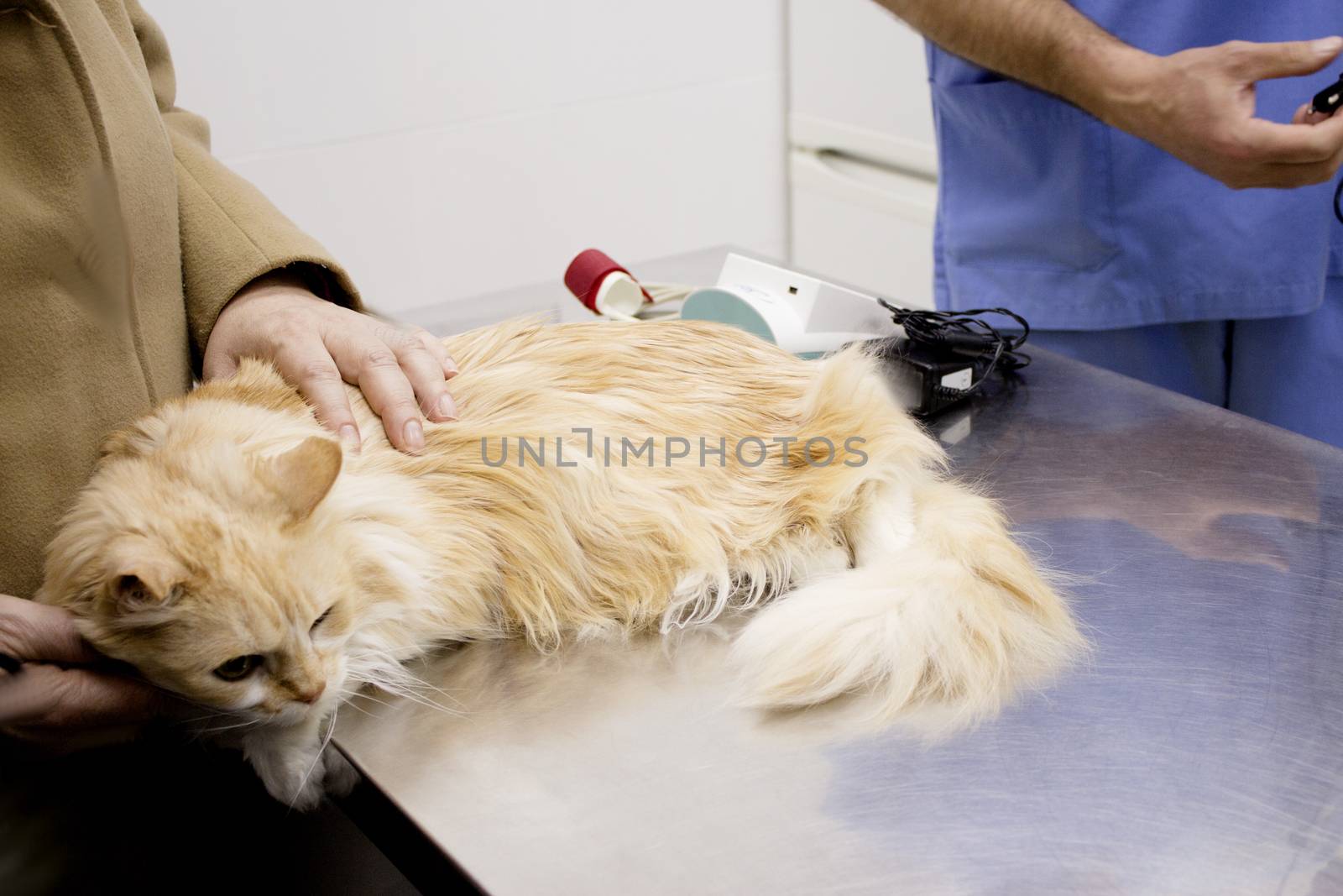 Long haired cat on the table of the veterinary clinic