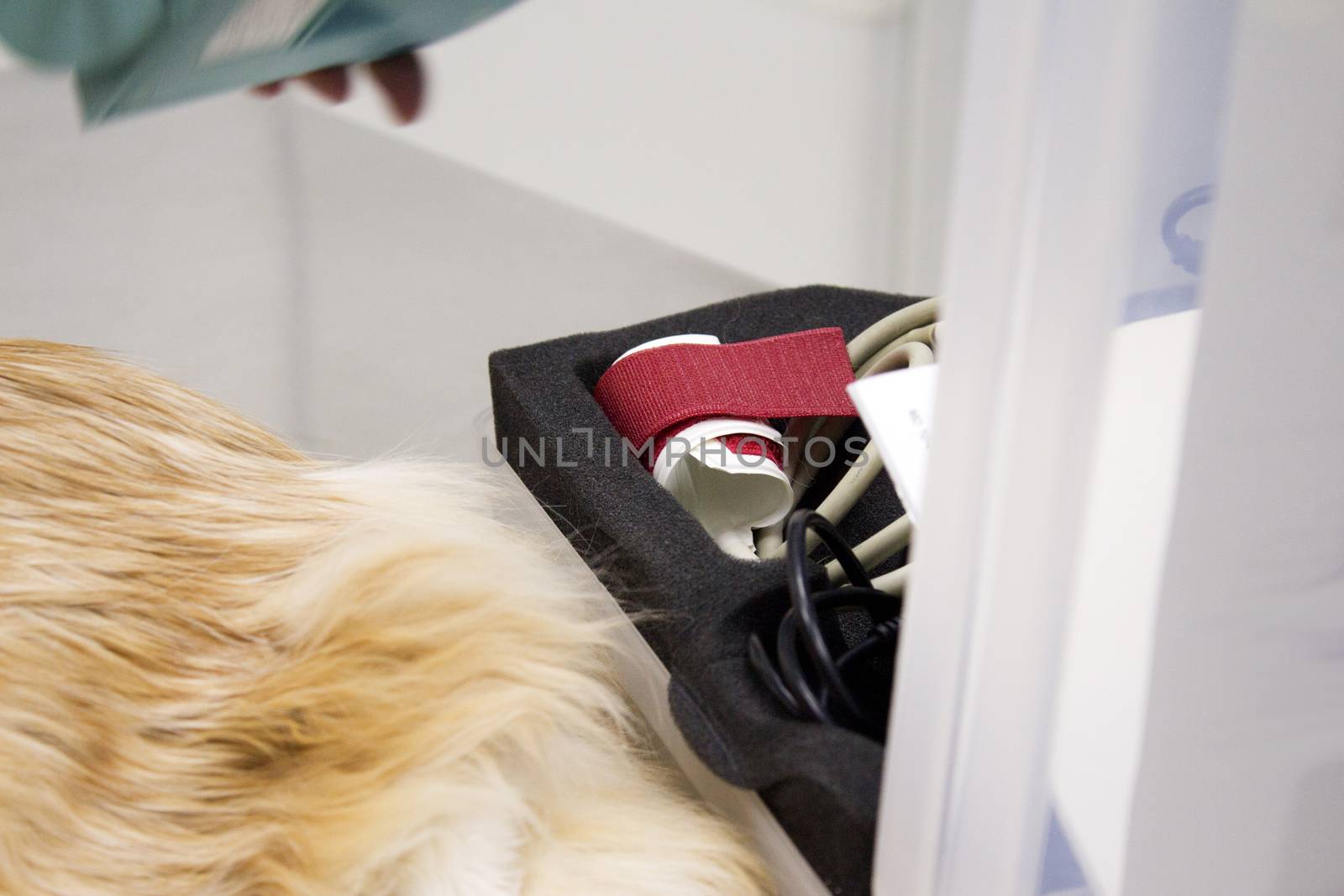 Long haired cat on the table of the veterinary clinic