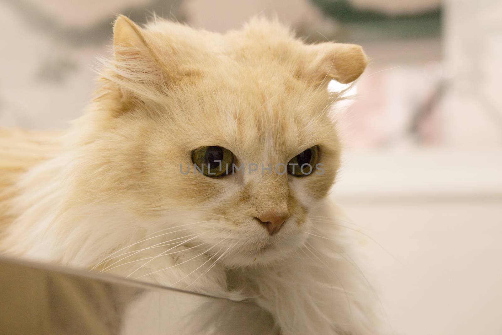 Long haired cat on the table of the veterinary clinic