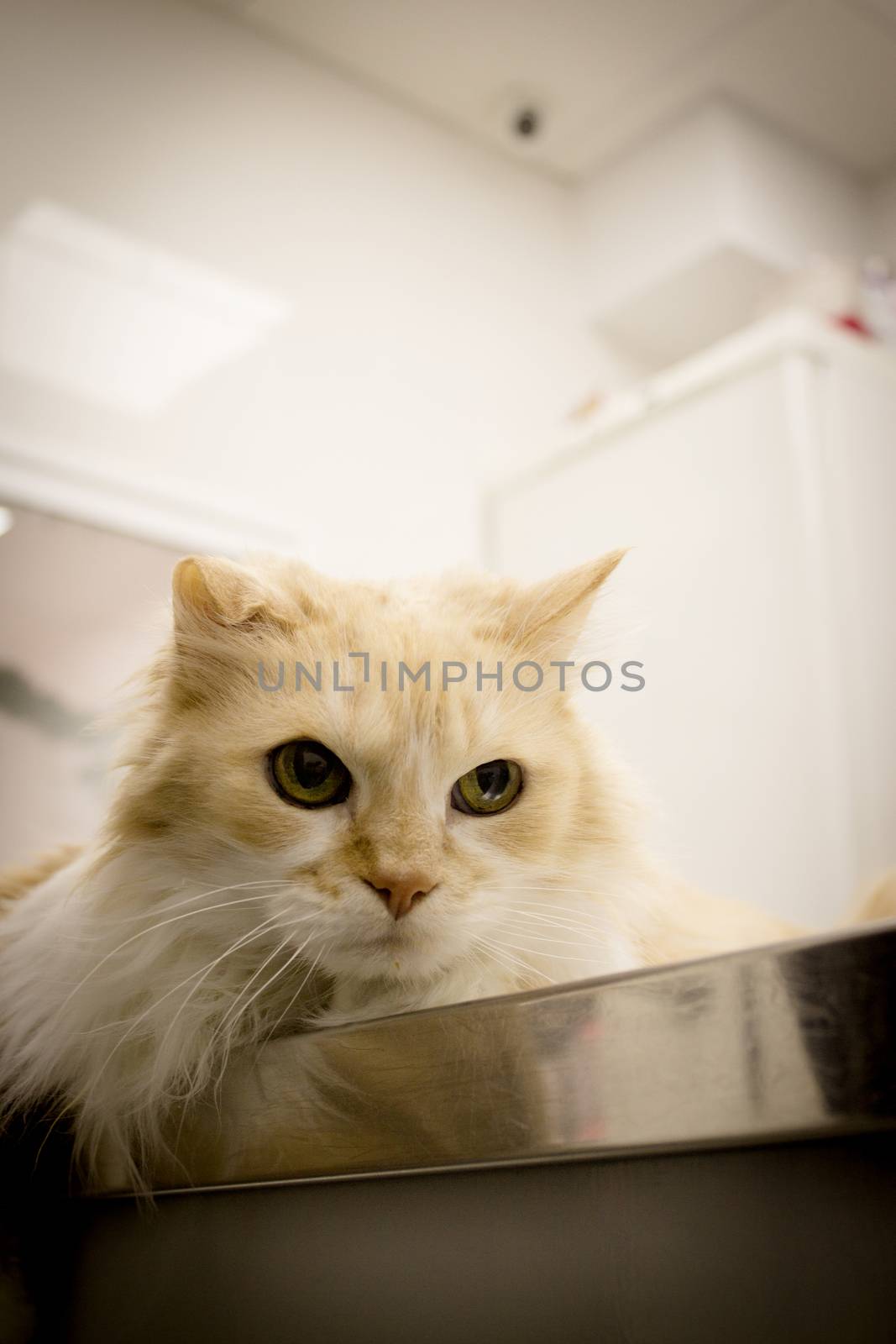 Long haired cat on the table of the veterinary clinic