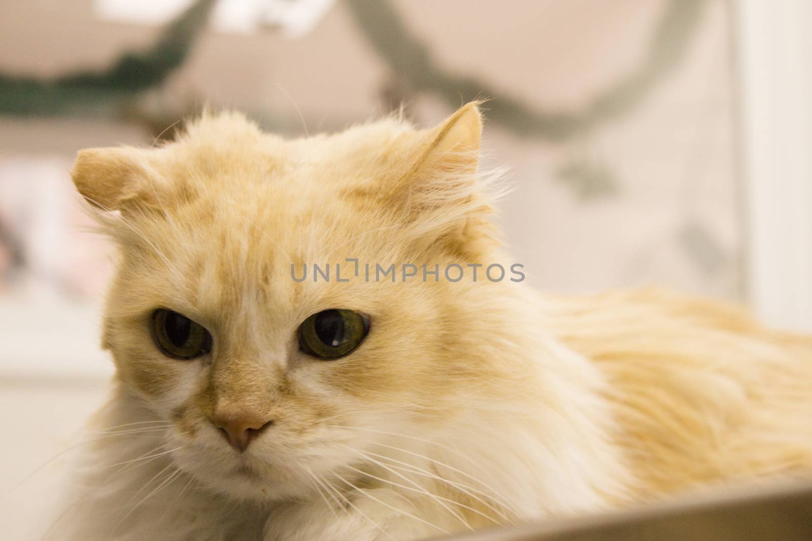 Long haired cat on the table of the veterinary clinic