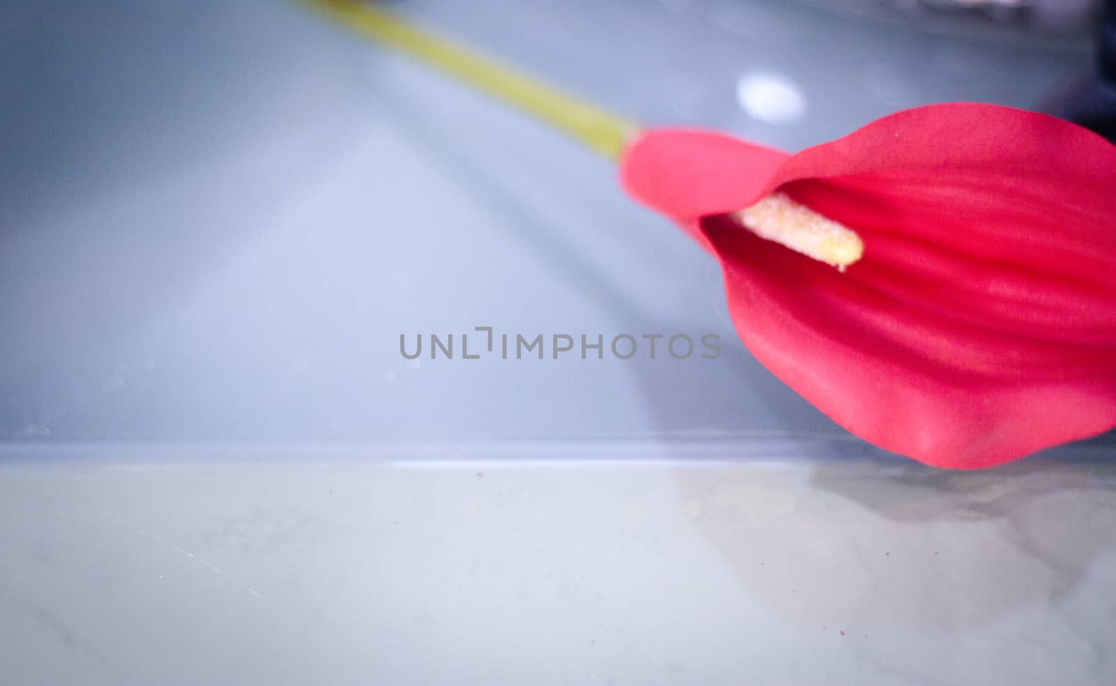 Red flower on transparent background. Serenity and relax concept
