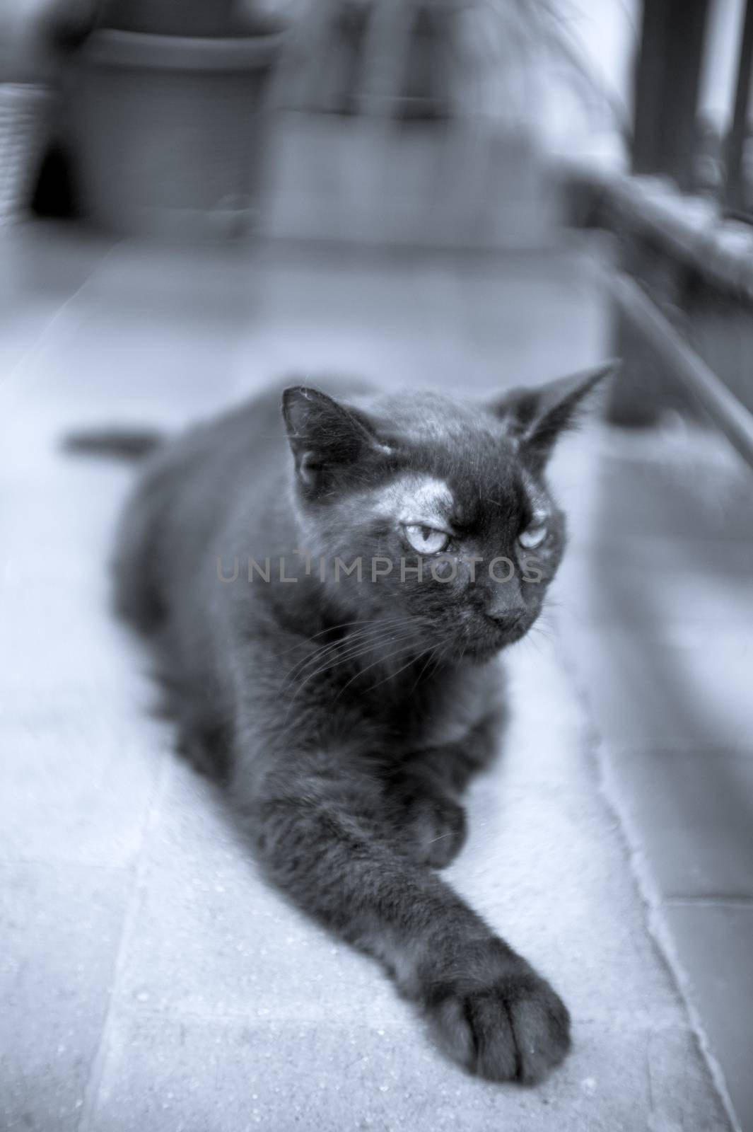 Black cat of 17 years with diabetes. No people