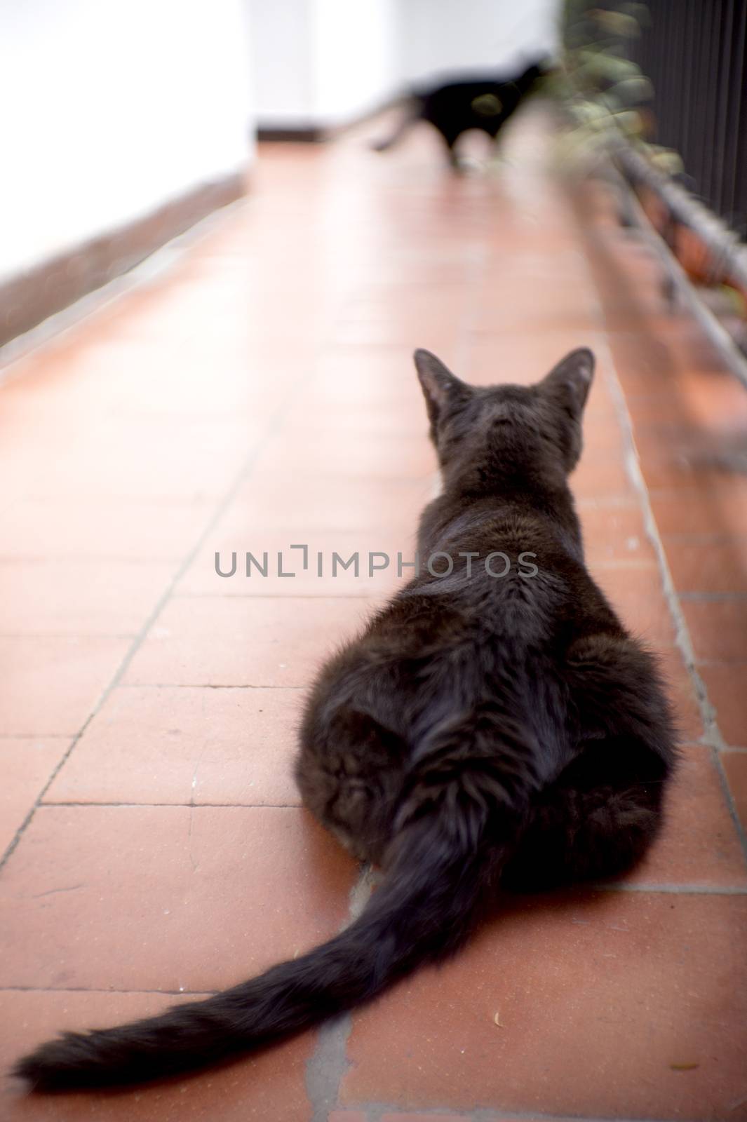 Black cat of 17 years with diabetes. No people