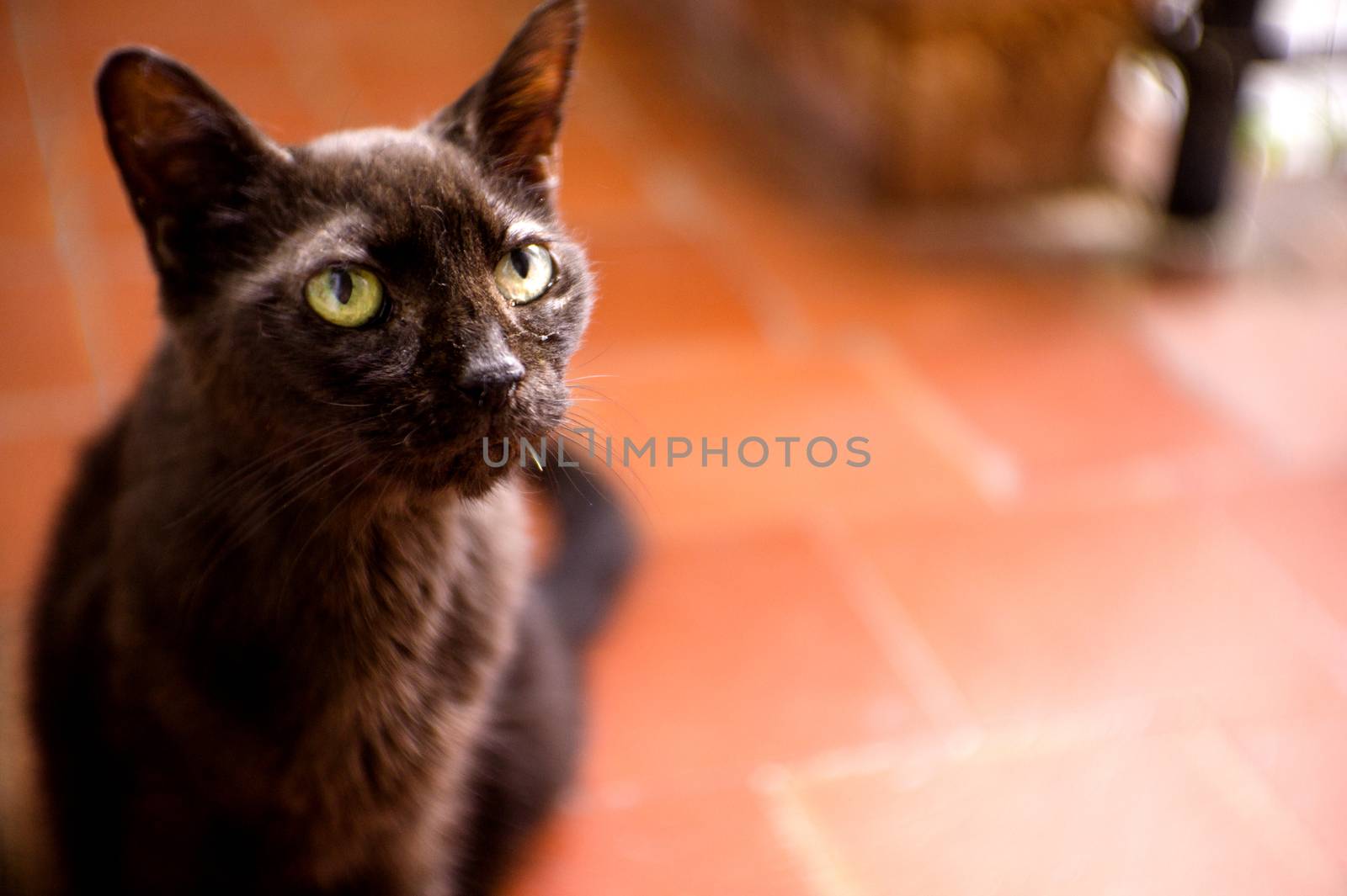 Black cat of 17 years with diabetes. No people