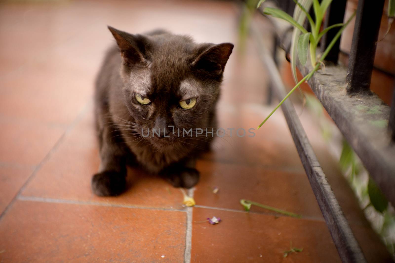 Black cat of 17 years with diabetes. No people