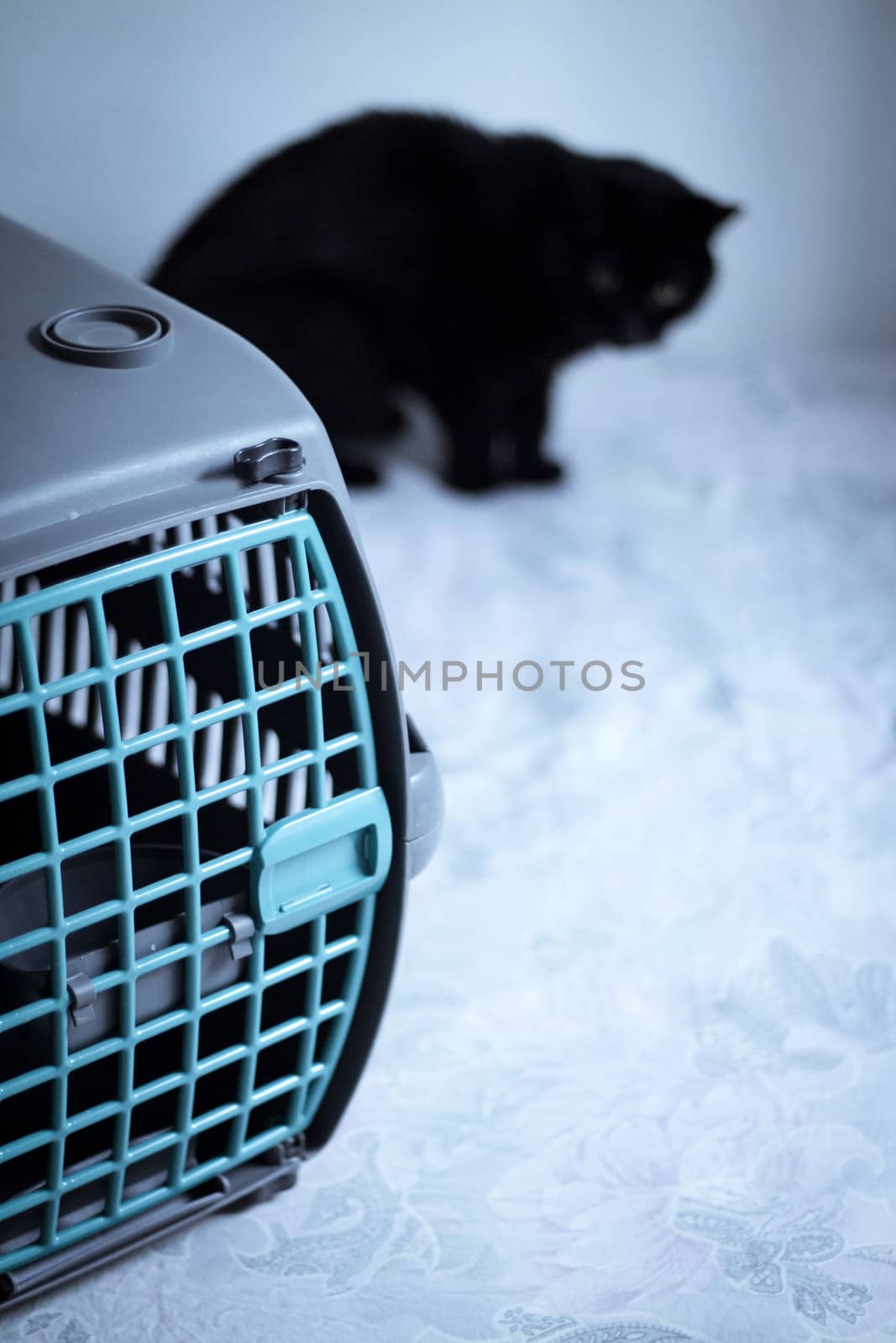 Large pet carrier with black defocused cat