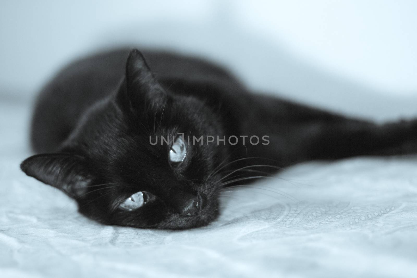 Senior black cat lying on the bed. No people