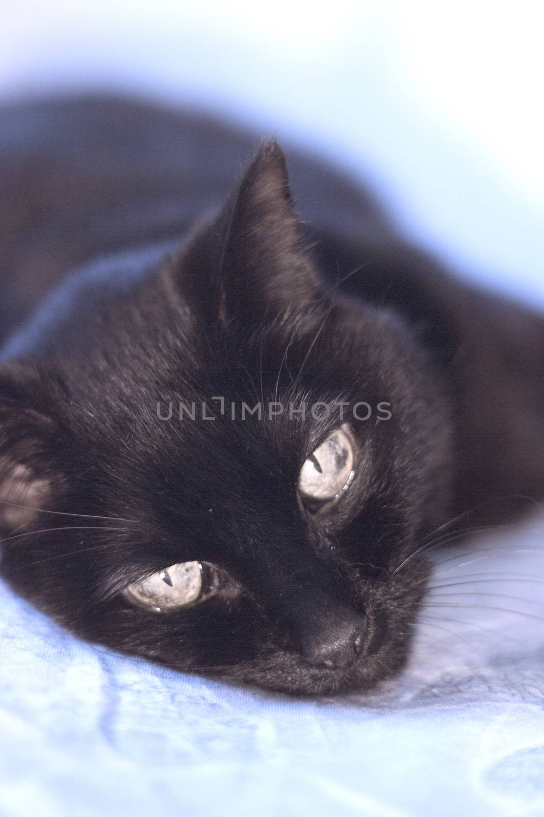 Senior black cat lying on the bed. No people