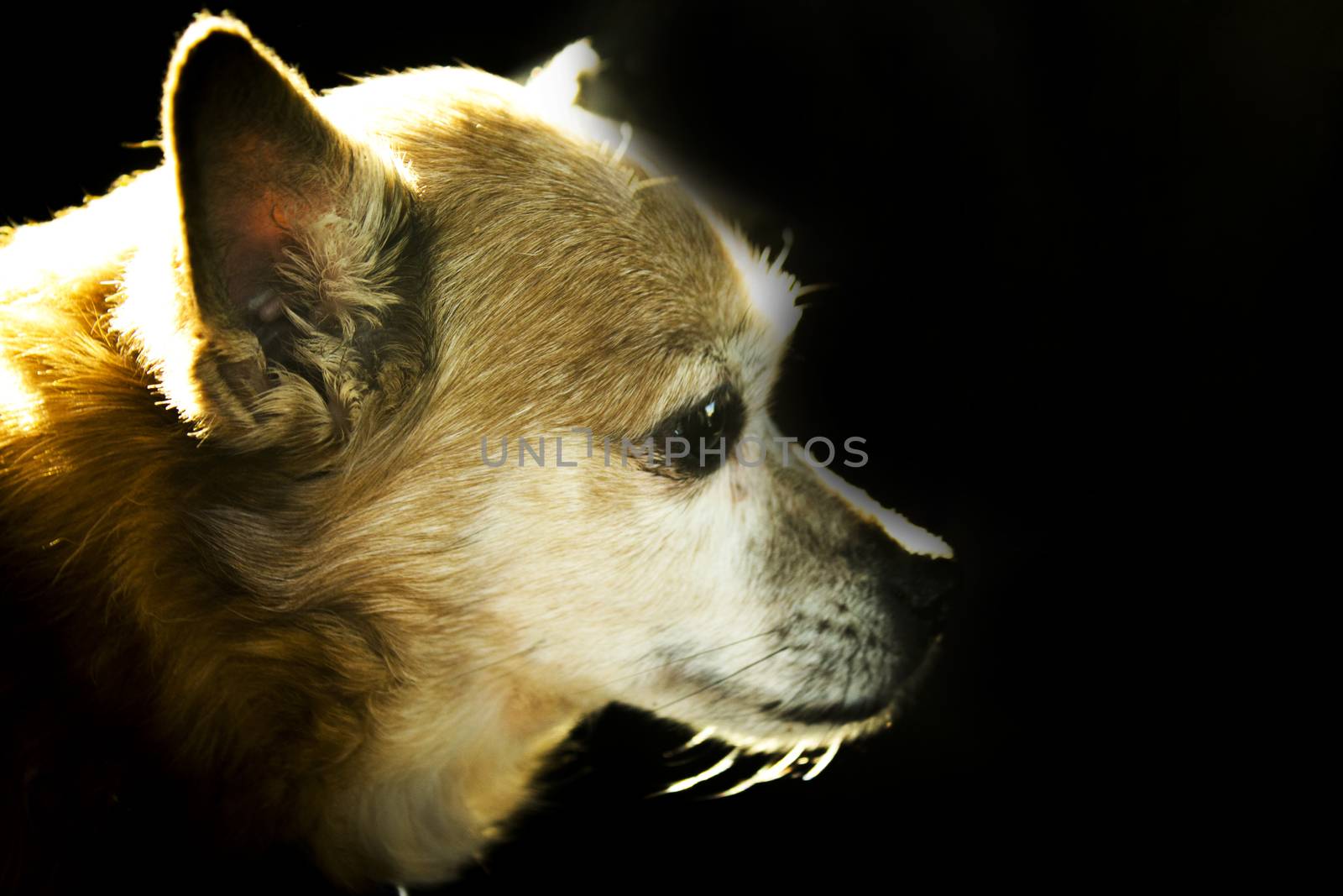 Older dog with epilepsy. No people
