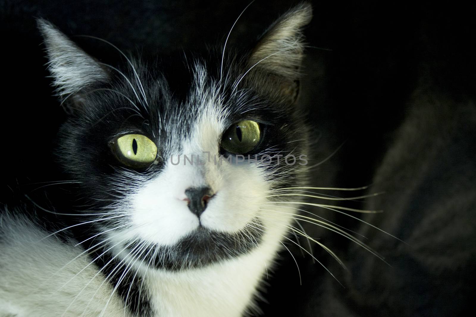Black and white cat with feline immunodeficiency