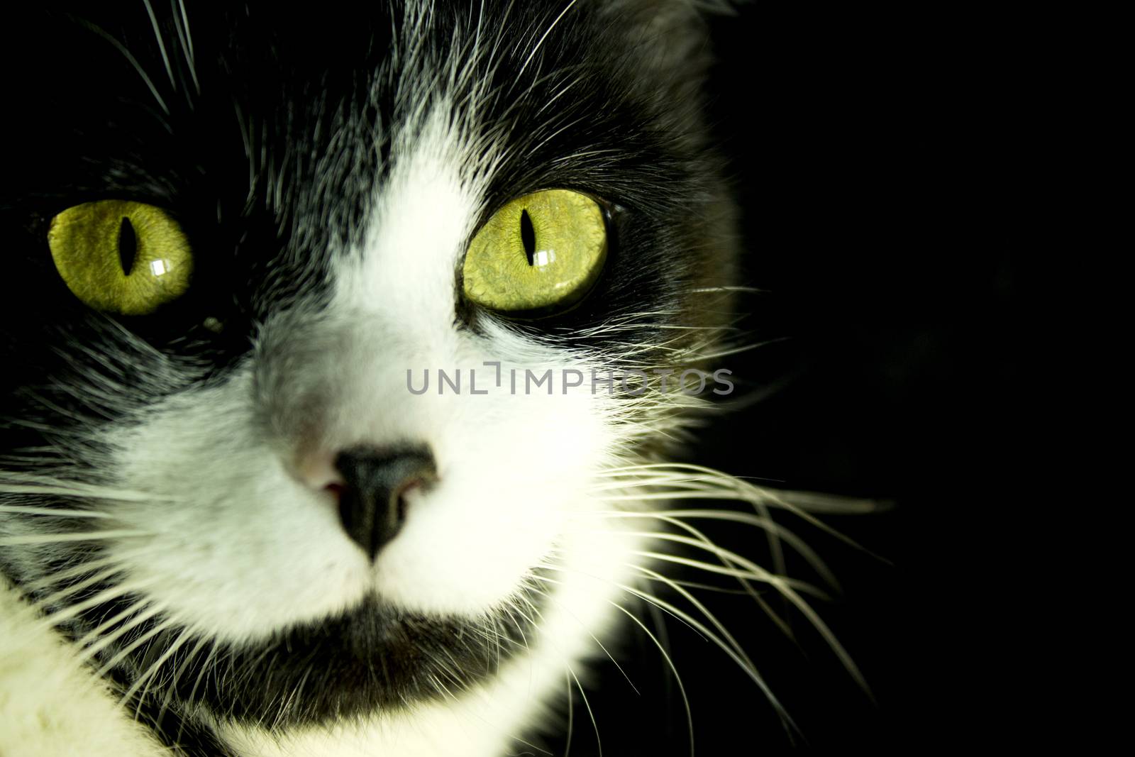 Black and white cat with feline immunodeficiency