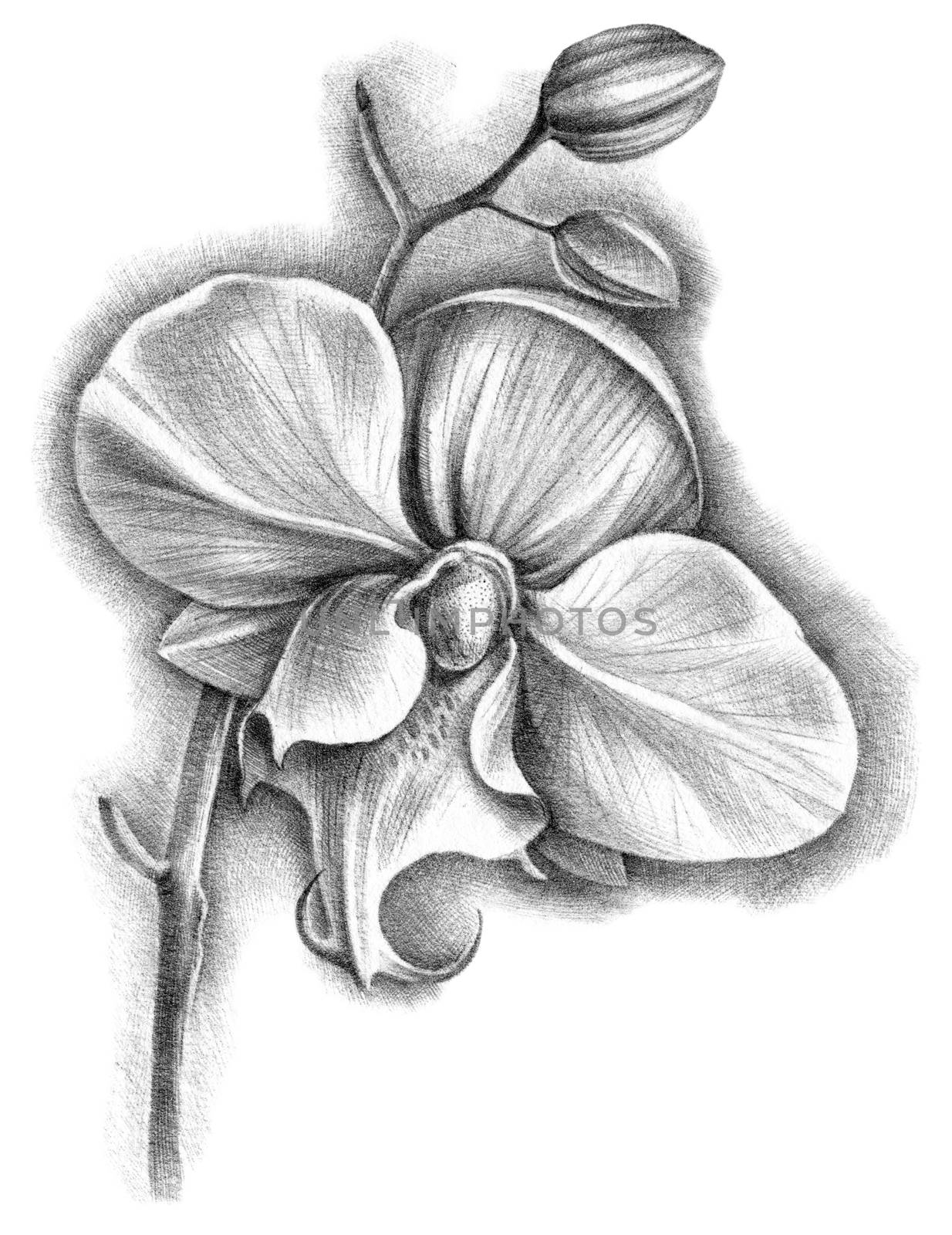 Hand drawn botanical illustration of phalenopsis orchid with flower and buds. Detalized sketch by black ballpen.