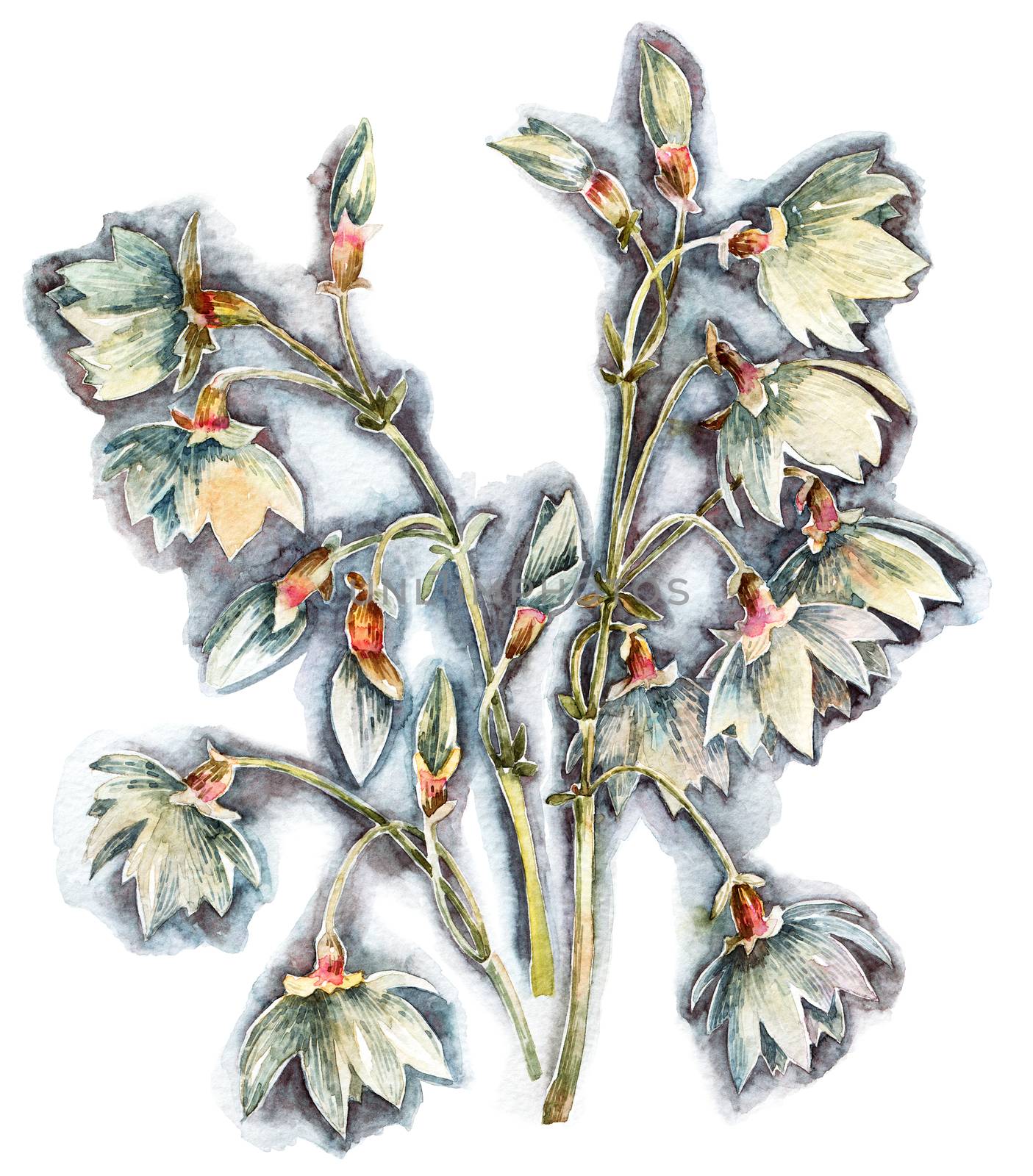 Watercolor bell flowers by Olatarakanova