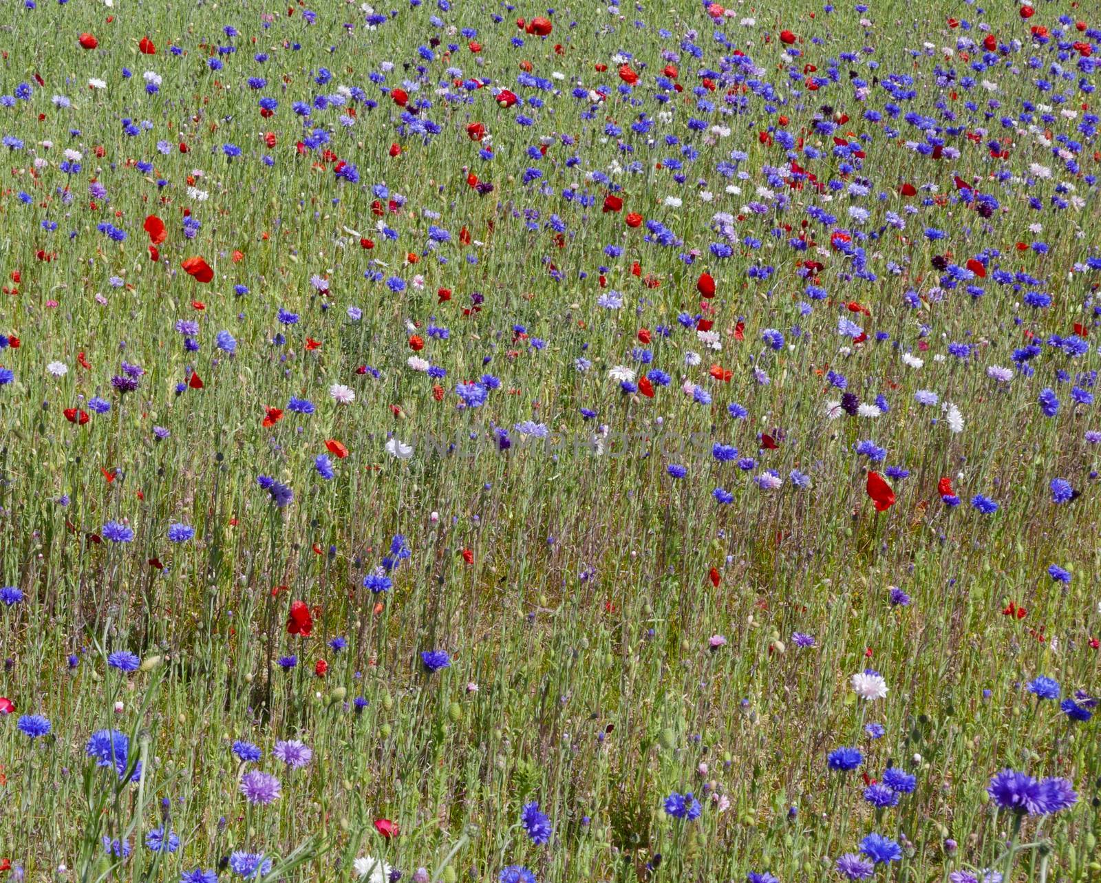 Wild Flower Meadow by TimAwe