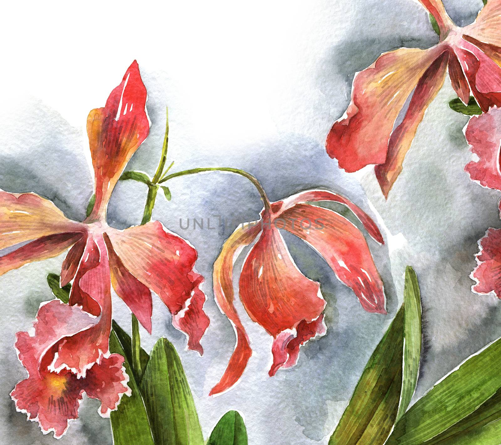 Watercolor illustration of orchid flower. Artistic painting.