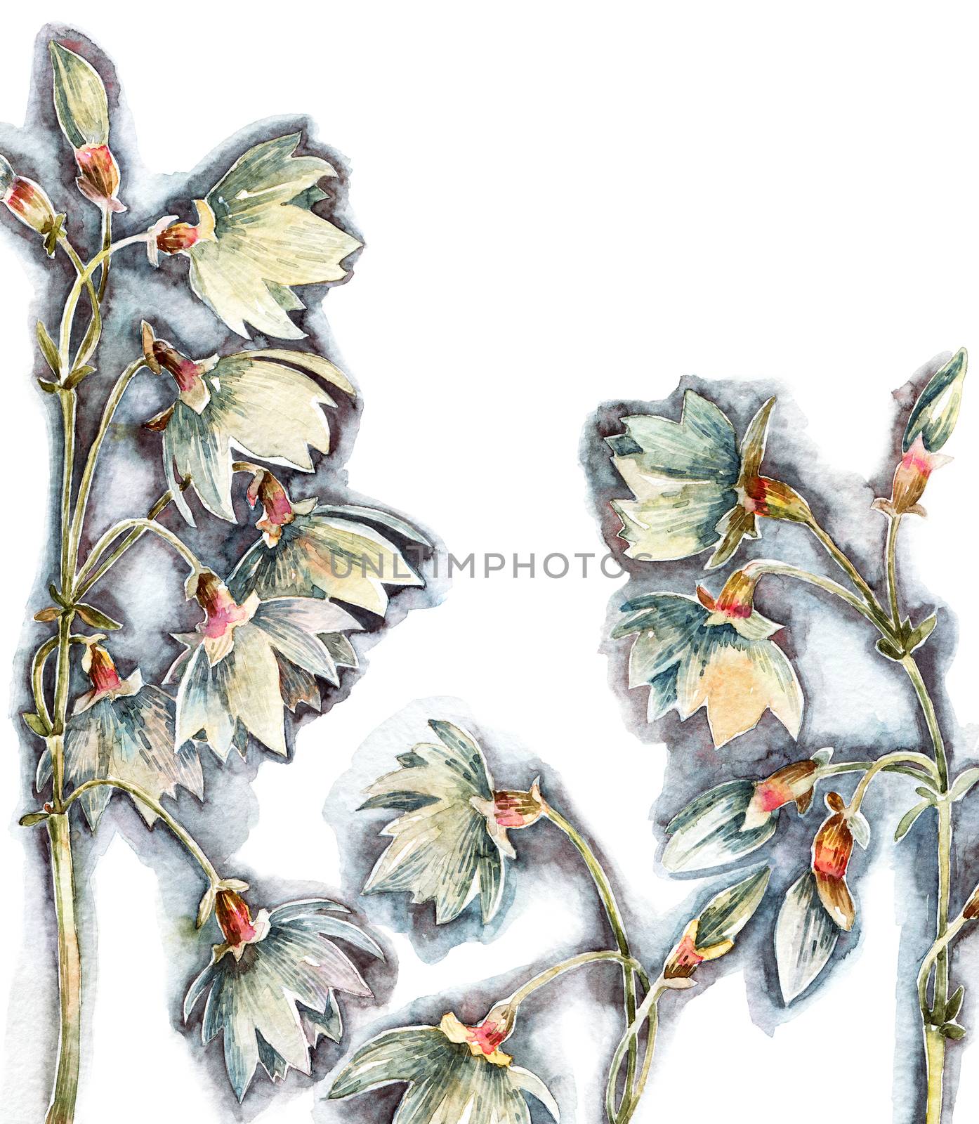 Watercolor illustration of bell flowers. Artistic painting.